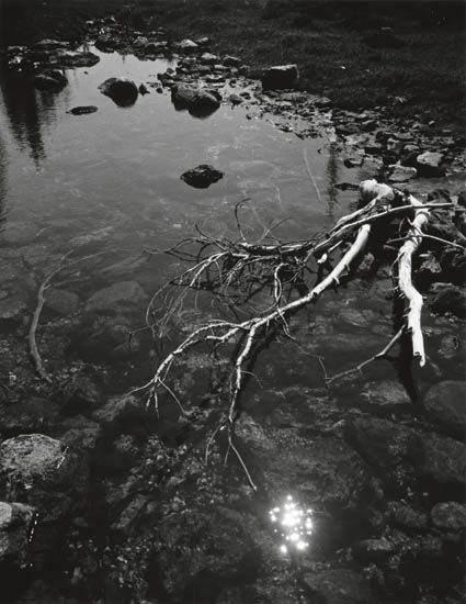 ADAMS, ANSEL (1902-1984) Untitled (branch and creek).